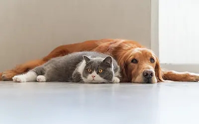 Colpo di calore nel cane e nel gatto